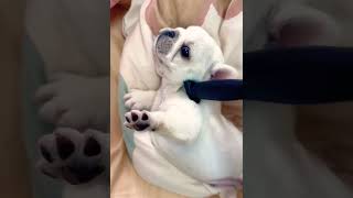 French bulldog: I'm cold, French bulldog silly and cute, Little French bulldog, French bulldog