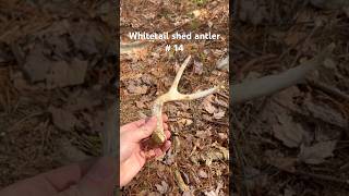 #shedhunting #whitetail #antlers #hunt #outdoors #wildlife #nature #hiking #hunter #deer #bucks #fyp