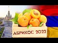 Праздник «АБРИКОС» на ВДНХ. 10 июля 2022г.