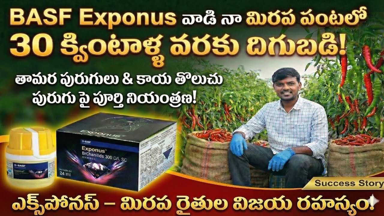 BASF EXPONUS మిరప రైతులకు వరం || 30 క్వింటాళ్ల దిగుబడి దిశగా మిర్చి పంట || Please Save Farmers 