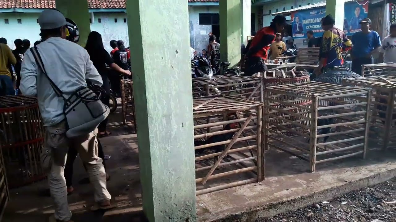 ayam di sini murah meriah #ayambk #ayammangon || Pasar Hewan Ciledug,JaBar