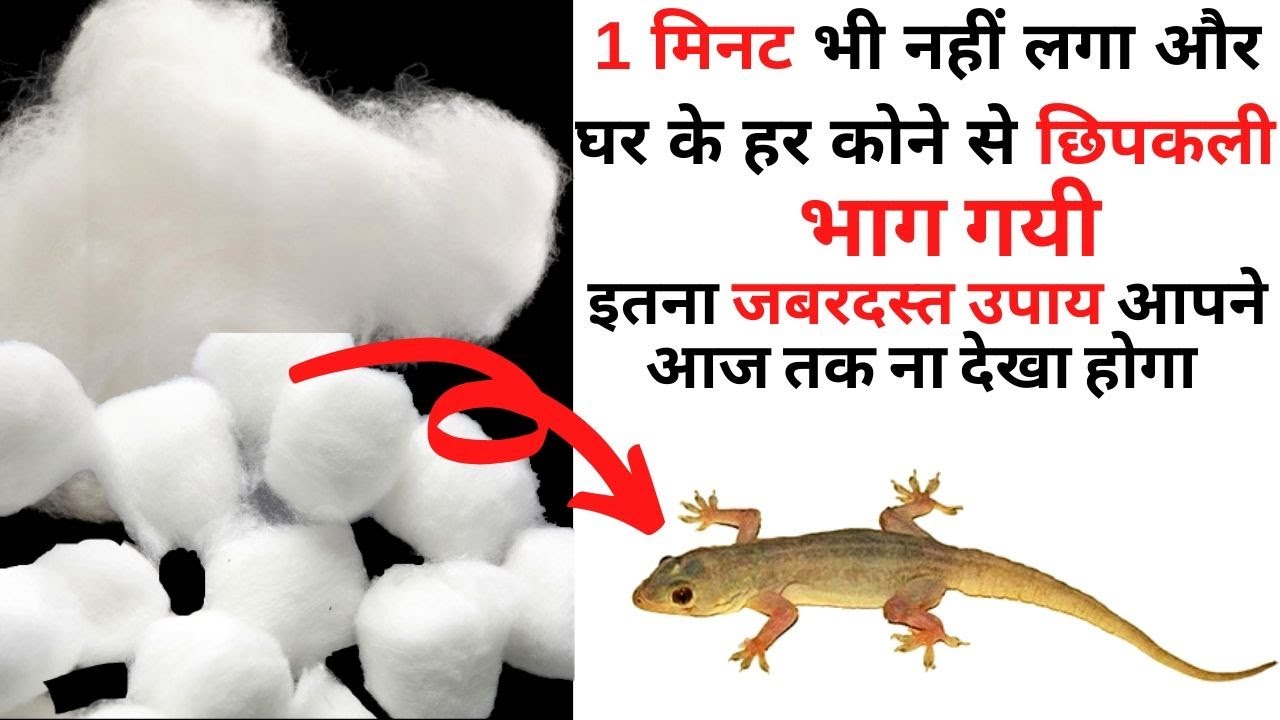 छिपकली भगाने का ऐसा जादुई नुस्खा जिसे देखकर आप भी हैरान हो जाएंगे/how to get rid lizard