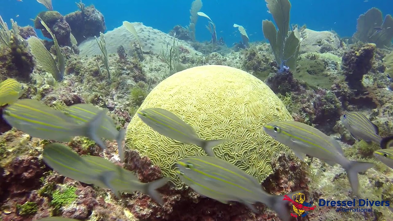 PreBlack Friday Diving PUNTA CANA November 22 (The Dominican