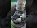 Baby Gorilla S First Years Breastfeeding Baby Gorilla S First Years Breastfeeding