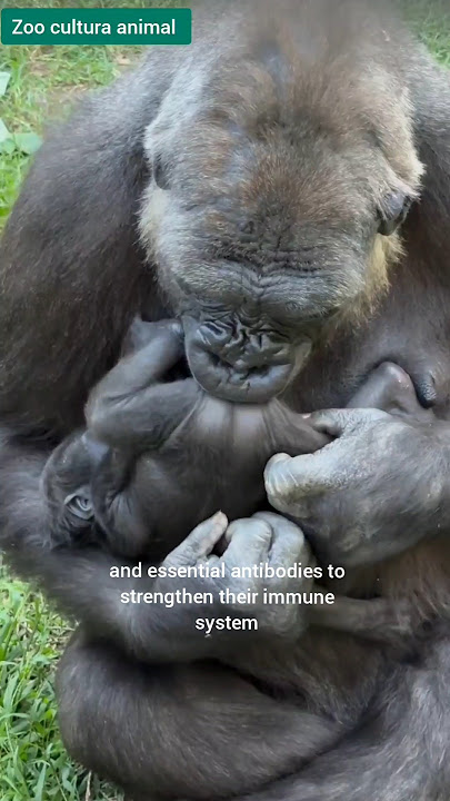 Baby Gorilla’s First Years : Breastfeeding