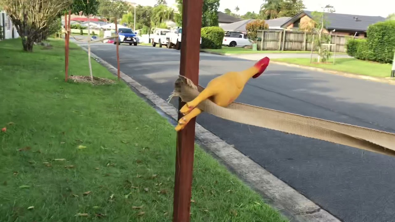 Chicken prison break YouTube