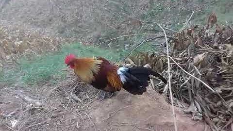 coj nej los saib qaib os