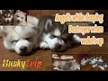 Angels when they sleep destroyer when they wake&#39;s-up | HuskyTrip