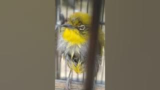 pleci Buxtomi berengan