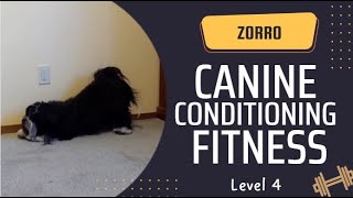 Canine Conditioning Fitness Level 4  Zorro