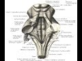 Четвертый желудочек, ромбовидная ямка.