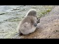 "Mute swan cygnets glide and nibble algae on the Serpentine before preening with mum 🦢🐥🐥🐥🐥🐥🦢🌊🌿"