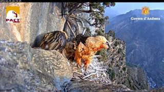 Nest of Gypaetus Barbatus