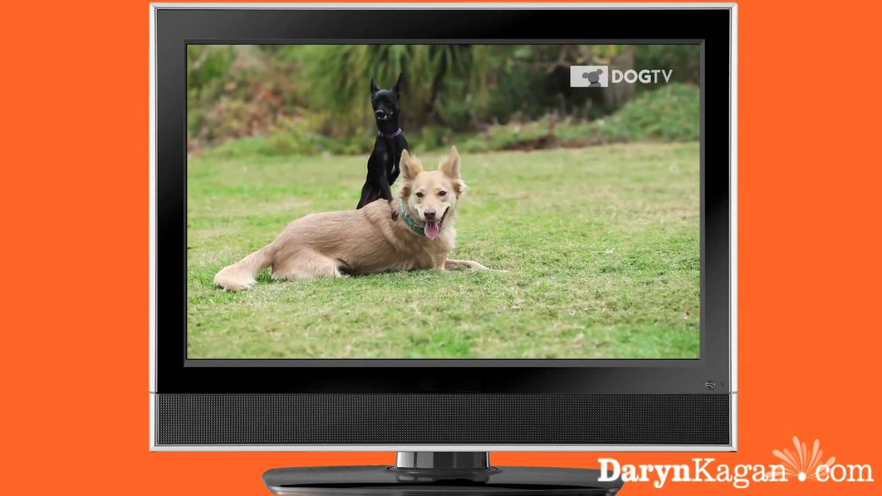 Dog TV YouTube