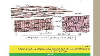 علم الاحياء / للصف الثالث المتوسط / الجهاز العضلي / ص 43 / العضلات الملساء