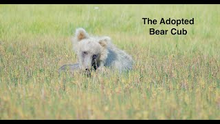 The Adopted Bear Cub (Nature's Best)
