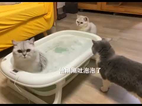 cat farting shitting pooping in a bathtub other cats react hilariously #shorts