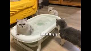 Cat Farting Shitting Pooping In A Bathtub Other Cats React Hilariously 