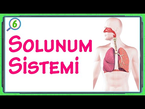 SOLUNUM SİSTEMİ \\ 6.Sınıf \\ Fen Bilimleri