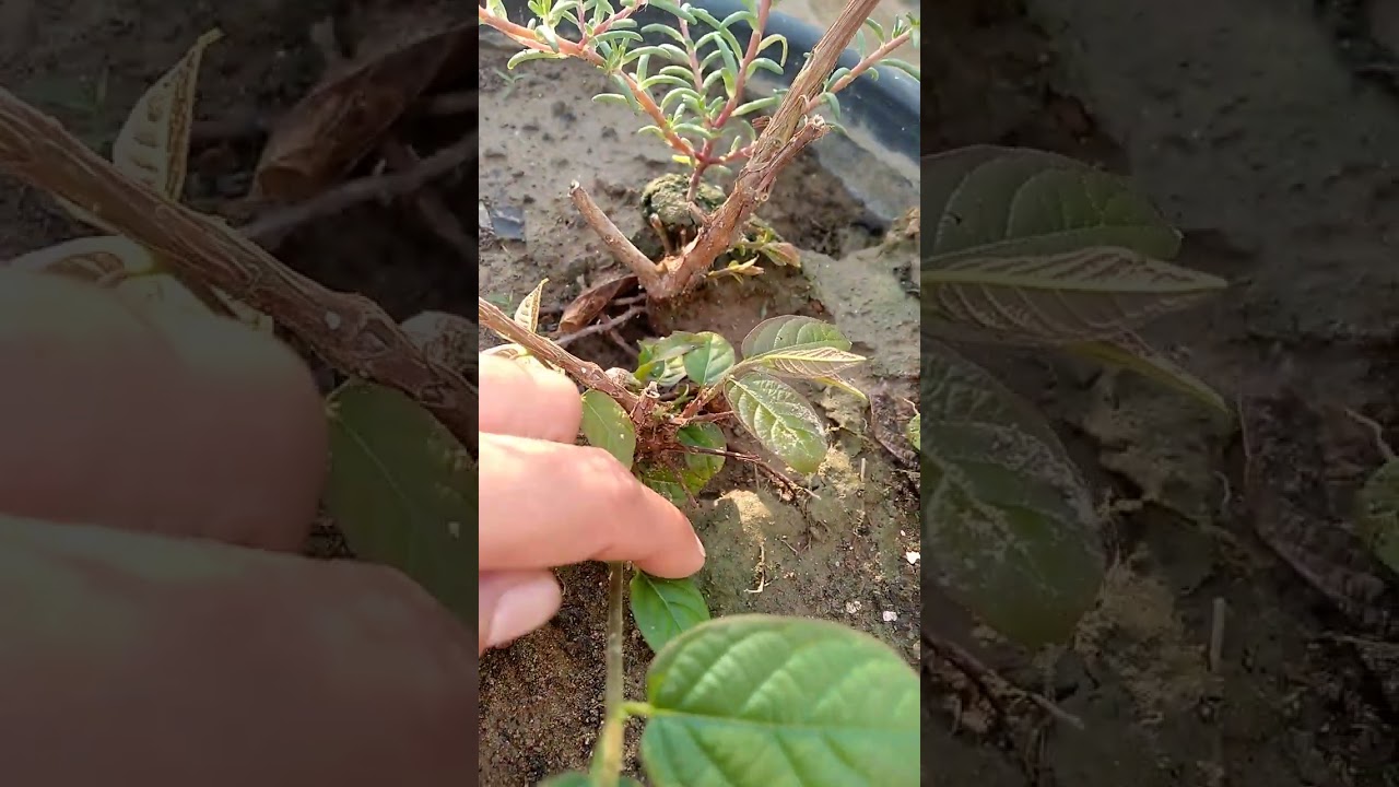 madhumalti plant care hindi.madhumalti plant pr flower nahi aa rahe kya kare.