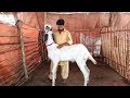 Sub ki Request per Shoaib k Lajawab Bakra k Jaiz Rates - Bakra Mandi Pakistan 2019