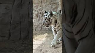 magnificent tiger at Emirates Park zoo #emiratesparkzoo #shorts #youtubeshorts #dubai