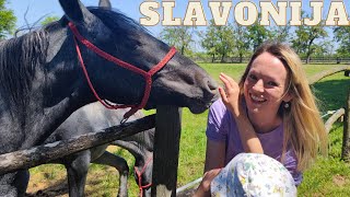 DAKOVO - what to see in the heart of SLAVONIA, CROATIA!