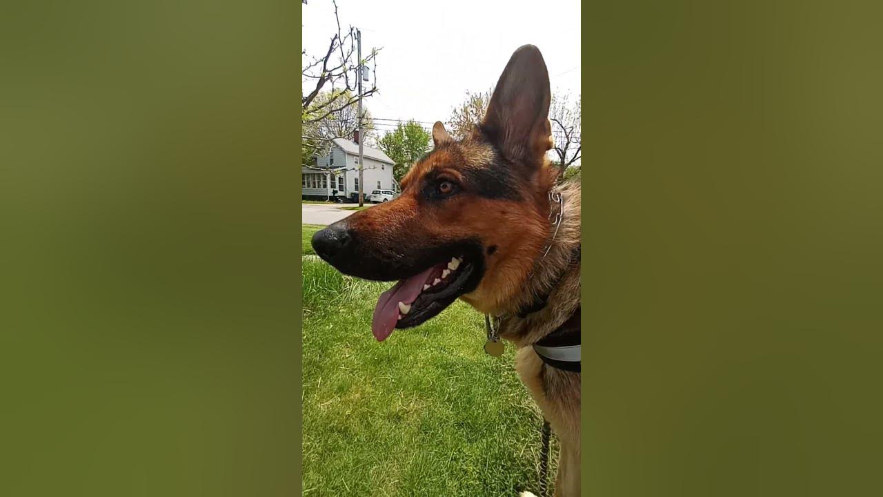 service-dog-for-autism-shorts-youtube