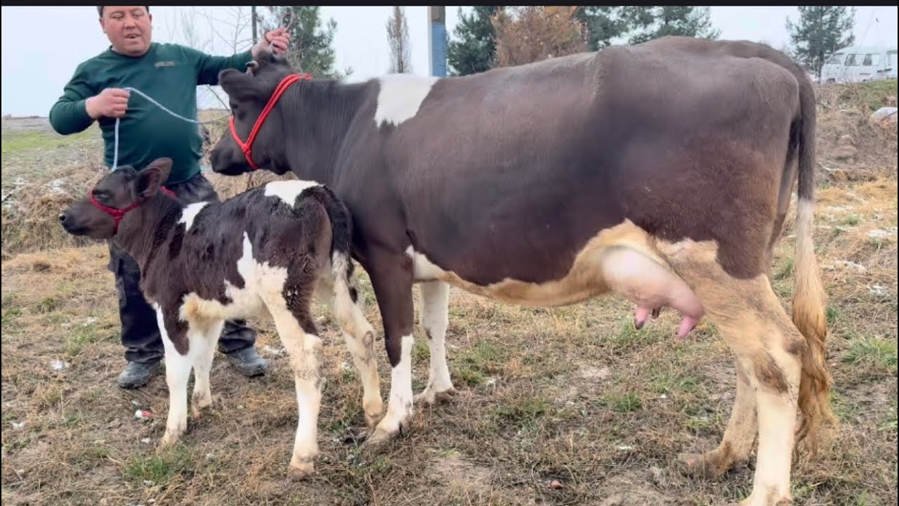 3 сар молхои оригинал аз ако Охун бо гарантия ва нархи арзон