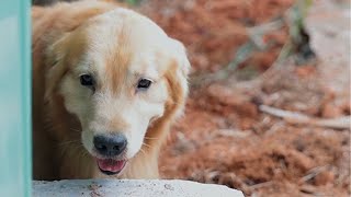 Luhu: Don't be afraid cats, Luhu helps you find a new home❤❤ #dog #puppy #cute #pet #vlog