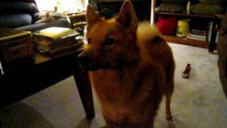 Finnish Spitz says Yippee (in FINNISH SPITZ not English) by CdnFinkieGirl 7,153 views 15 years ago 31 seconds