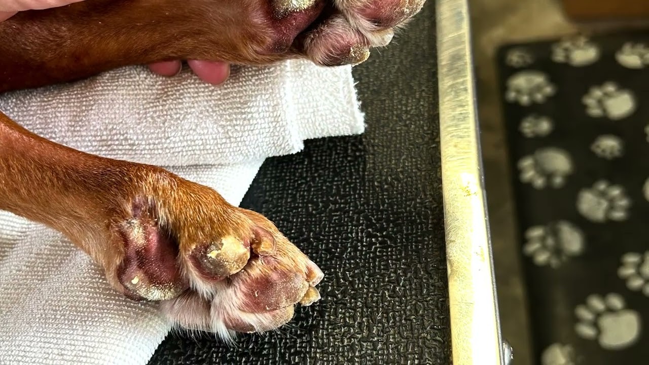 One Dog’s Story That Started at the Hawai‘i Pet Expo… Now Changing Pet Care Worldwide