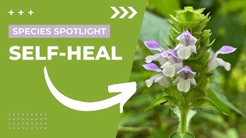 Species Spotlight | Self-heal (Prunella vulgaris)