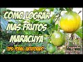 Cómo hacer que mi maracuyá de más frutos