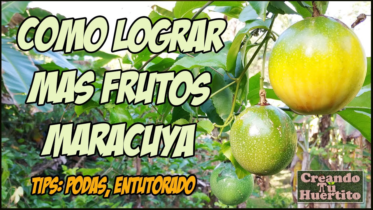 Cómo hacer que mi maracuyá de más frutos