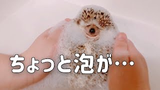 What happens when a hedgehog takes a bath on a cold winter day