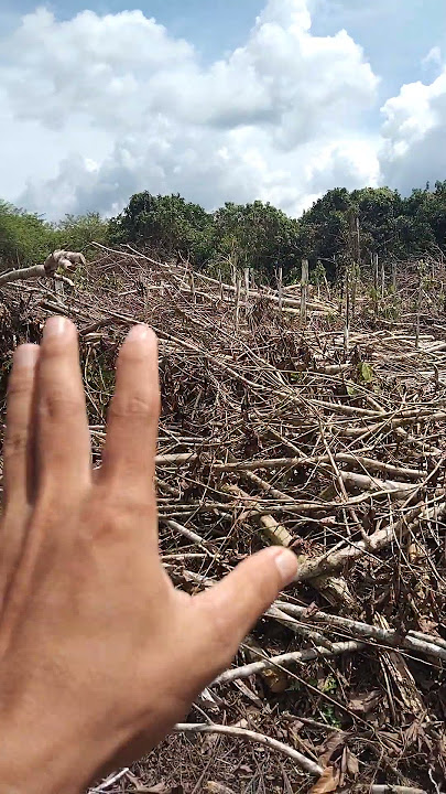 Details of manual land clearing costs in Kalimantan