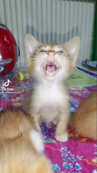 Story wa lucu kucing joget lagu viral saya masih ting ting