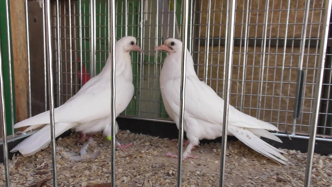 Переселяю еще партейку молодых в гонный отсек 02.04.20