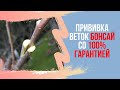 Прививка ветки у БОНСАЙ со 100% гарантией. Формирование веток в нужном месте у бонсай