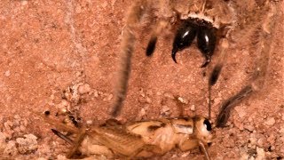 Huntsman Spider Captures Crickets for Prey (Compilation)(May be disturbing to some viewers)