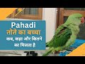 How much does a mountain parrots baby cost when and where is it found pahadi tote ka baccha full detail