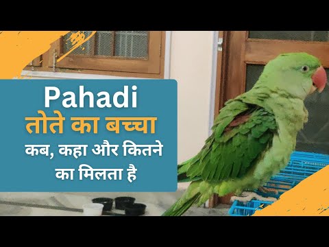 वीडियो: तोते कहाँ से आते हैं?