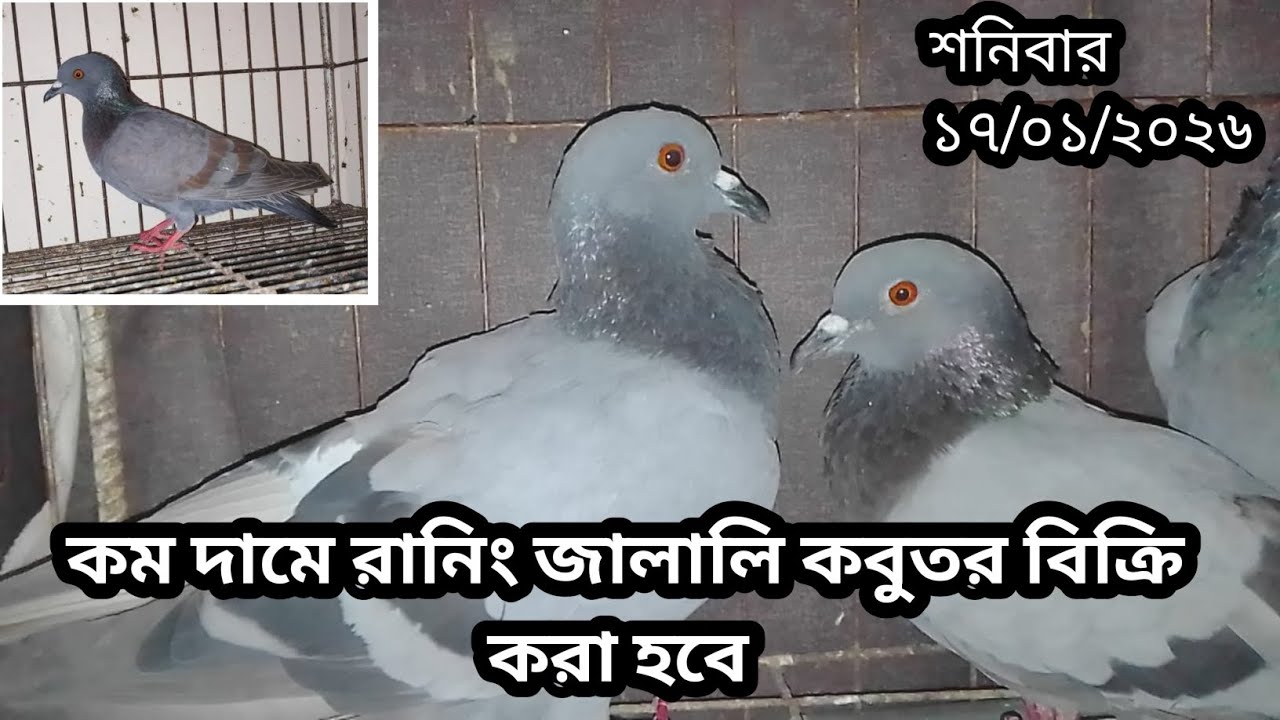  কম দামে রানিং জালালি কবুতর বিক্রি করা হবে |০১৫৭৬৬১৭২৬৮|