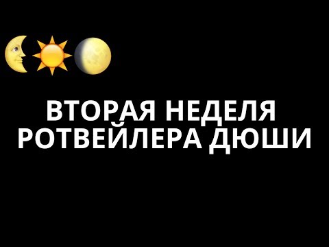 РОТВЕЙЛЕР ДЮША.ВТОРАЯ НЕДЕЛЯ.дрессировка и воспитание собаки
