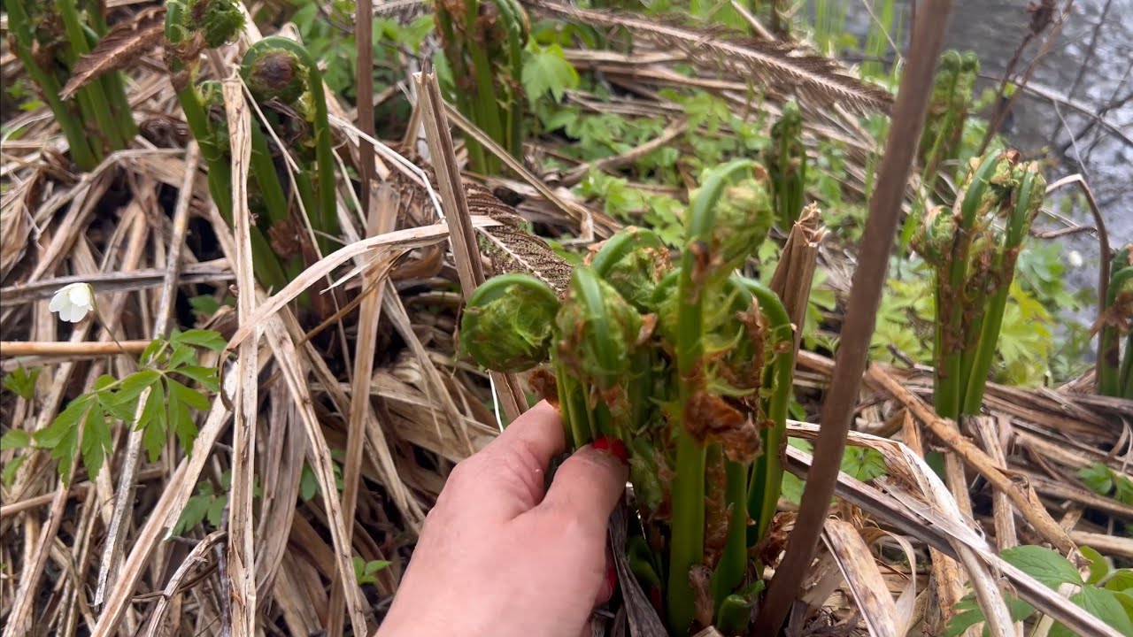 เก็บผักกูดก้านอวบๆเก็บไปแบ่งให้พี่ๆสาวไทยกินด้วยจ้า ผักบุ้งฝรั่งยอดกำลังน่ากินผักป่าธรรมชาติ07.05.25