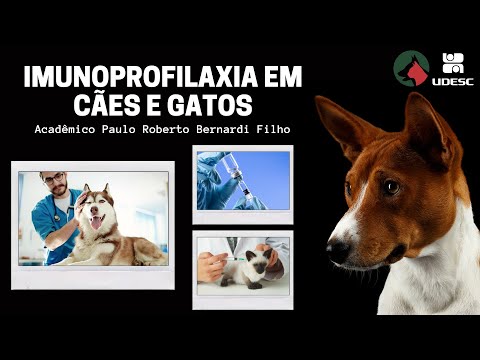 Vídeo: O Que Você Precisa Saber Sobre A Cirurgia FHO Em Cães E Gatos