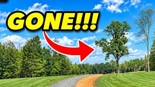 Saving A Oak Tree on my New Property