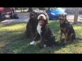 1 Year Old Bernedoodle 1 Year Old Bernedoodle