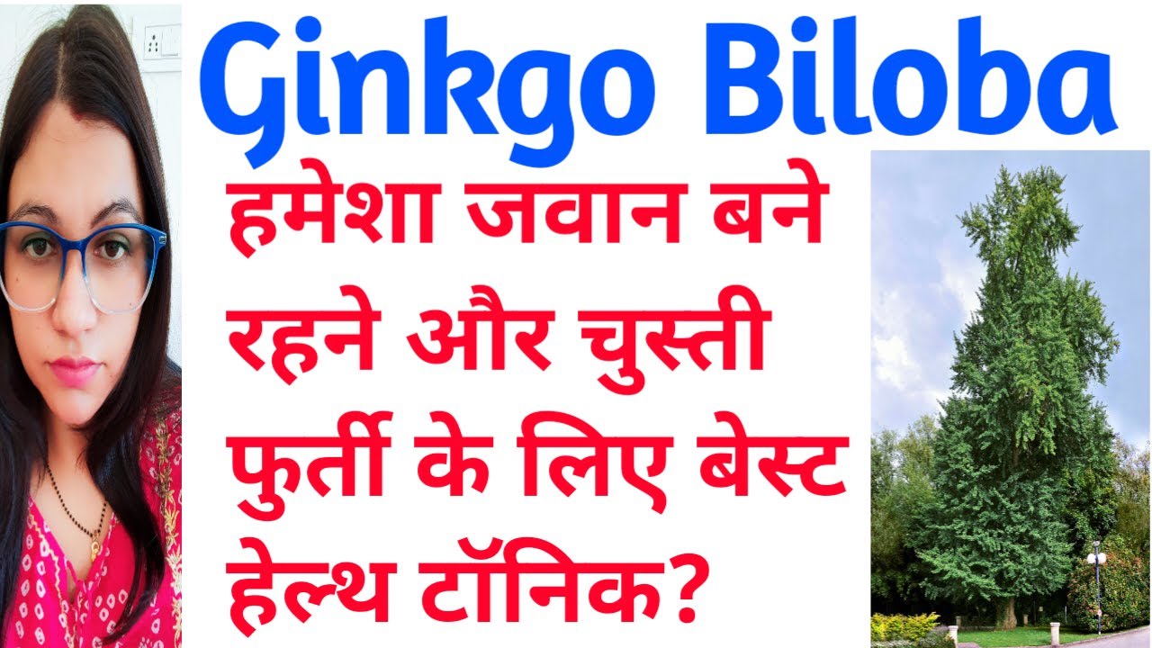 Ginkgo Biloba Ginkgo Biloba Homeopathic Medicine Uses In Hindi